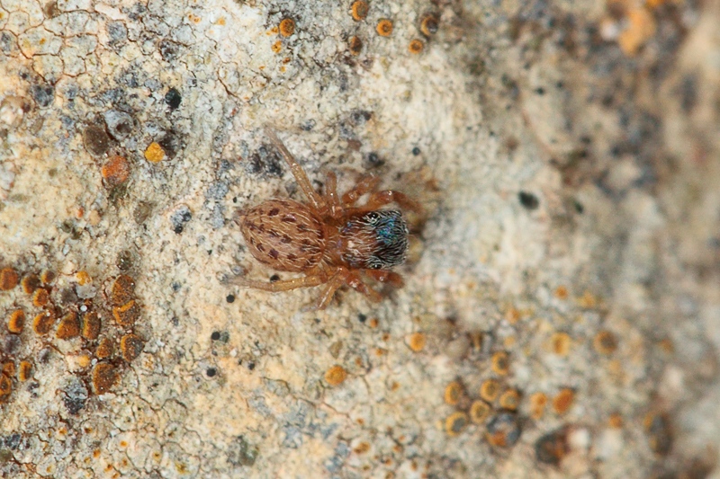 Euophrys cf. frontalis - Malta